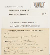 Dicranum polysetum image