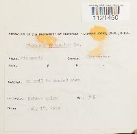 Dicranum polysetum image