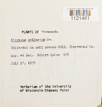 Dicranum polysetum image