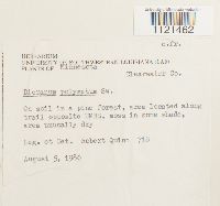 Dicranum polysetum image