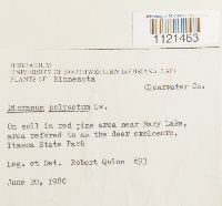 Dicranum polysetum image