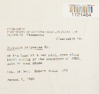 Dicranum polysetum image