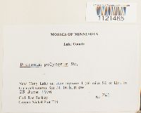 Dicranum polysetum image