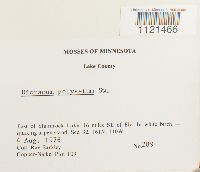 Dicranum polysetum image