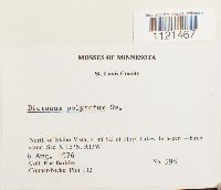 Dicranum polysetum image