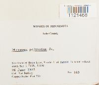 Dicranum polysetum image