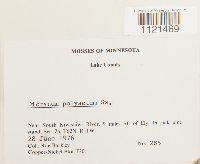 Dicranum polysetum image