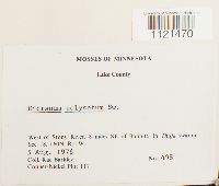 Dicranum polysetum image