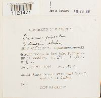 Dicranum polysetum image