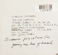 Dicranum polysetum image