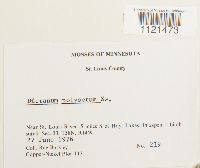 Dicranum polysetum image