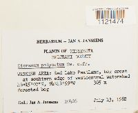 Dicranum ontariense image