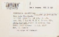 Dicranum polysetum image