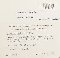 Dicranum polysetum image