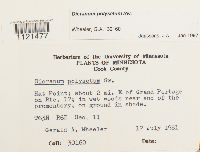 Dicranum polysetum image