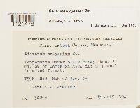 Dicranum polysetum image