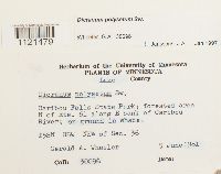 Dicranum polysetum image