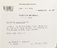 Dicranum polysetum image