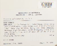 Dicranum polysetum image