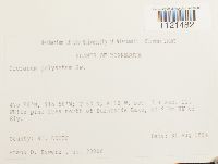 Dicranum polysetum image