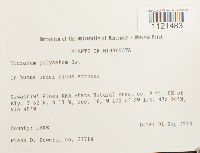 Dicranum polysetum image