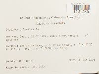 Dicranum polysetum image