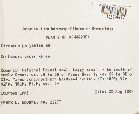 Dicranum polysetum image