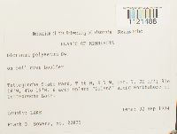 Dicranum polysetum image