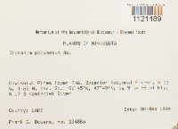 Dicranum polysetum image