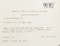 Dicranum polysetum image