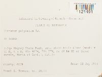 Dicranum polysetum image