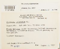 Dicranum polysetum image