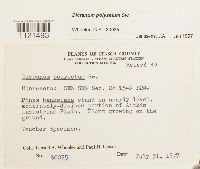 Dicranum polysetum image