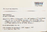 Dicranum polysetum image