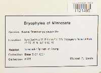 Dicranum polysetum image