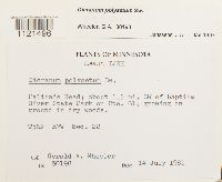 Dicranum polysetum image