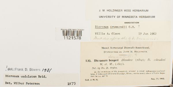 Dicranum undulatum image