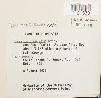 Dicranum undulatum image