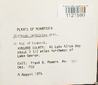 Dicranum undulatum image