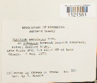 Dicranum undulatum image