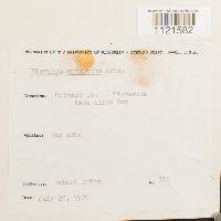 Dicranum undulatum image