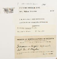 Dicranum undulatum image