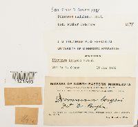 Dicranum undulatum image