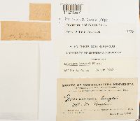 Dicranum undulatum image