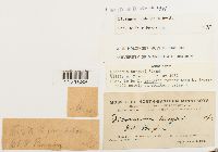 Dicranum undulatum image