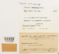 Dicranum undulatum image