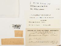 Dicranum undulatum image