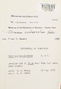 Dicranum undulatum image