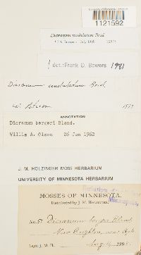 Dicranum undulatum image