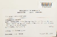 Dicranum undulatum image